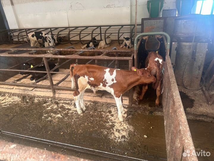 Телята мясной породы бычки