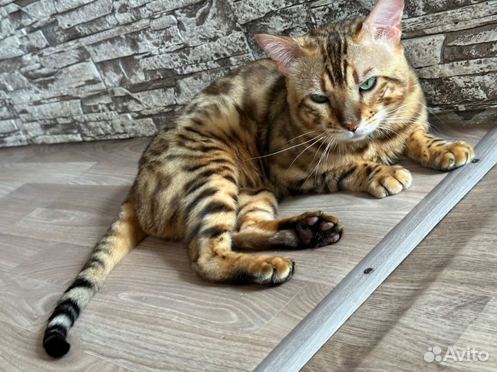 Кот Бенгал