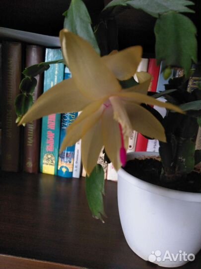 Декабрист шлюмбергера желтый