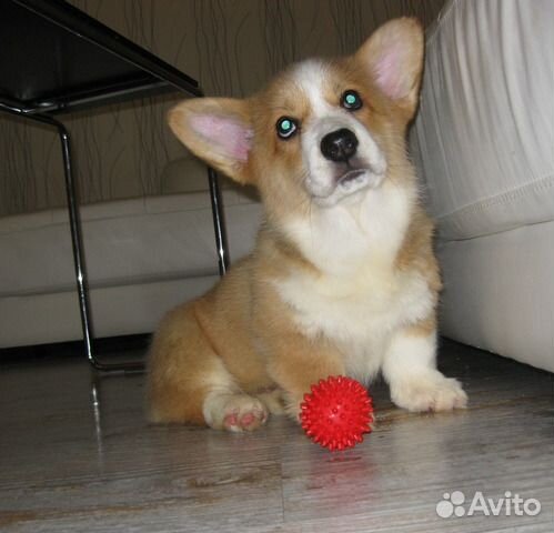 Вельш корги пемброк