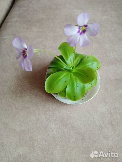 Хищное растение Жирянка