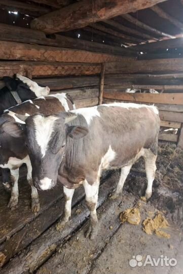 Продам быка