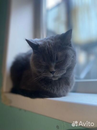 Отдам в добрые руки