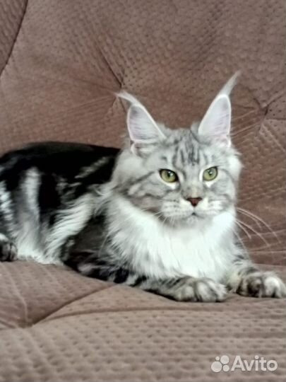 Девчата шикарные