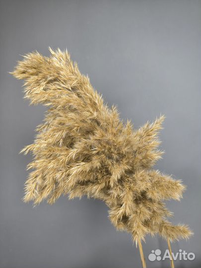 Пампасная трава