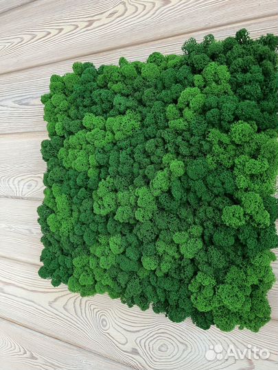 Панели из стабилизированного мха