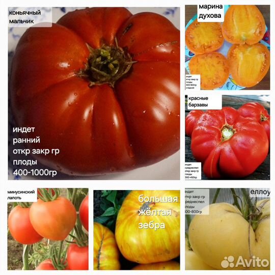 Семена томатов