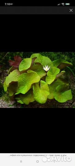 Аквариумные креветки