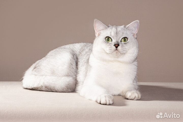 Вязка - шотландский прямоухий кот ns 11