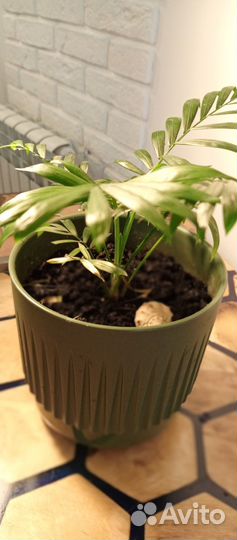 Спатифилум и другие комнатные растения в горшках