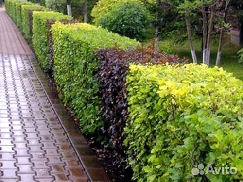 Пузыреплодник желтолистный