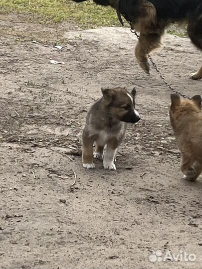 Хаски отдам в добрые руки бесплатно
