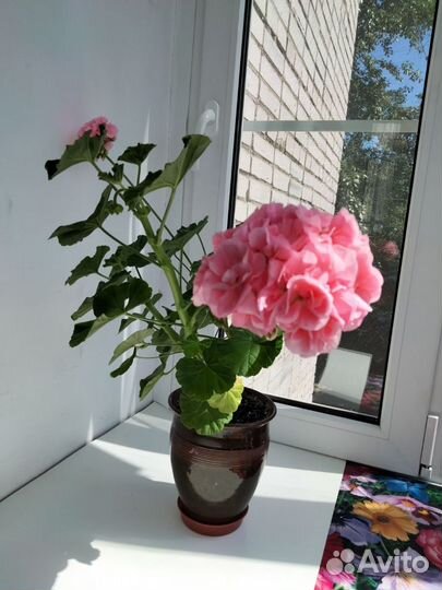 Герань махровая отростки