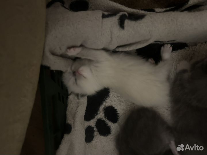 Вислоухие котята