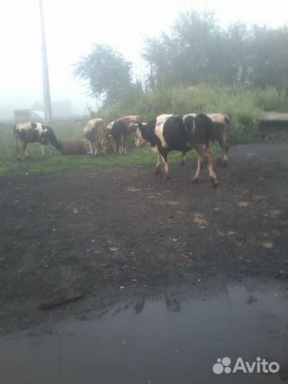Коровы