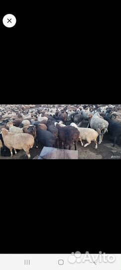 Овцы баранчики ярки