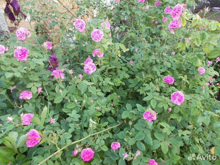 Варенье из лепестков роз