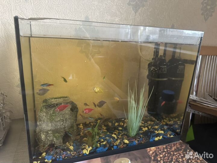 Аквариум с рыбками