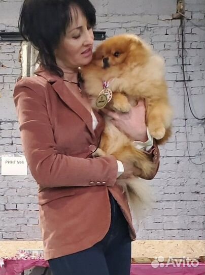 Померанский шпиц для вязки
