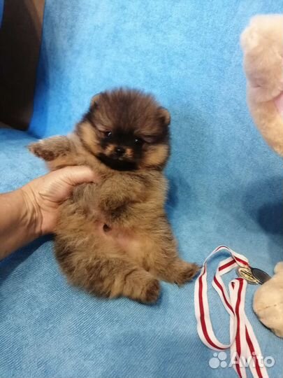 Шпиц мини тип мишка