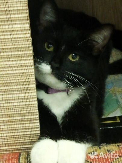 Отдам милую кошечку в добрые руки