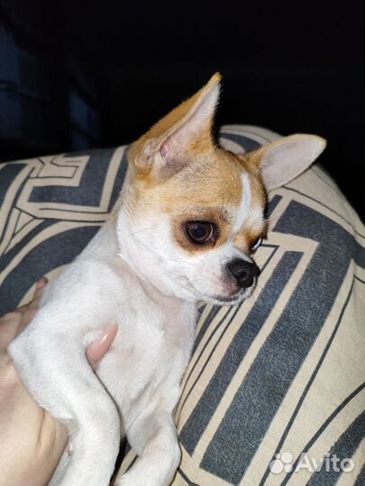 Чихуахуа мини