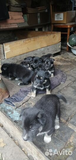 В добрые руки