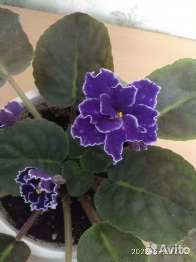 Фиалка,бугенвиллия
