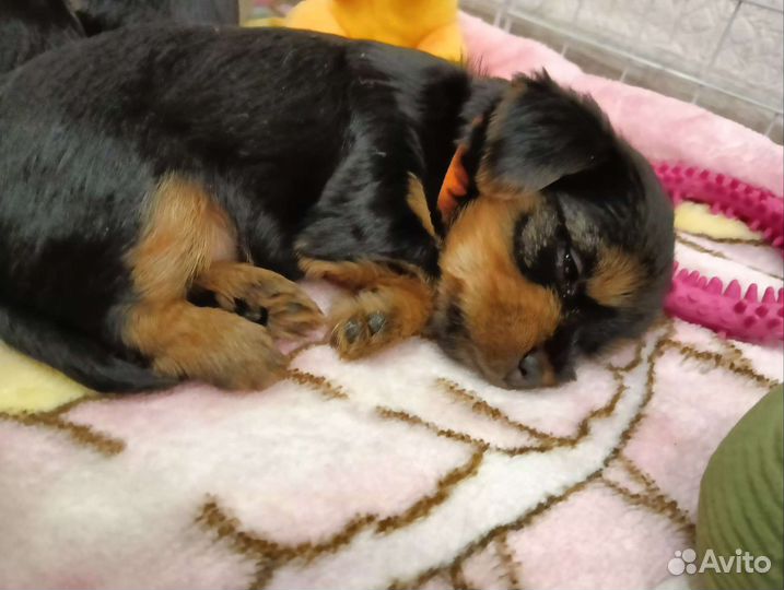 Йорки малыши