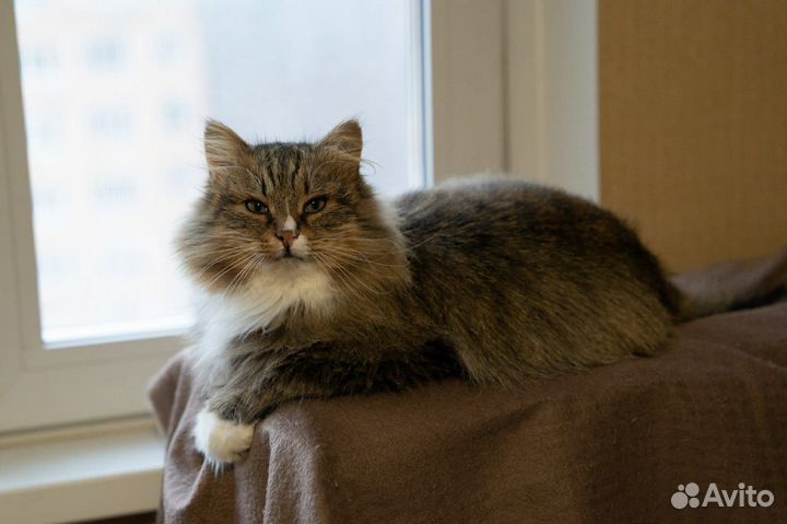 Сибирский кот