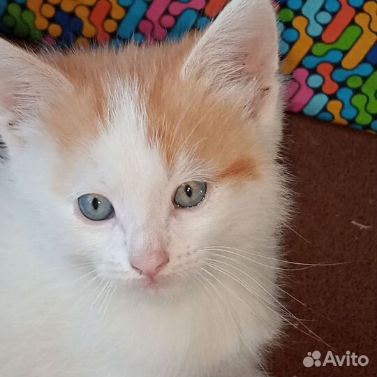 Отдам кота в добрые руки