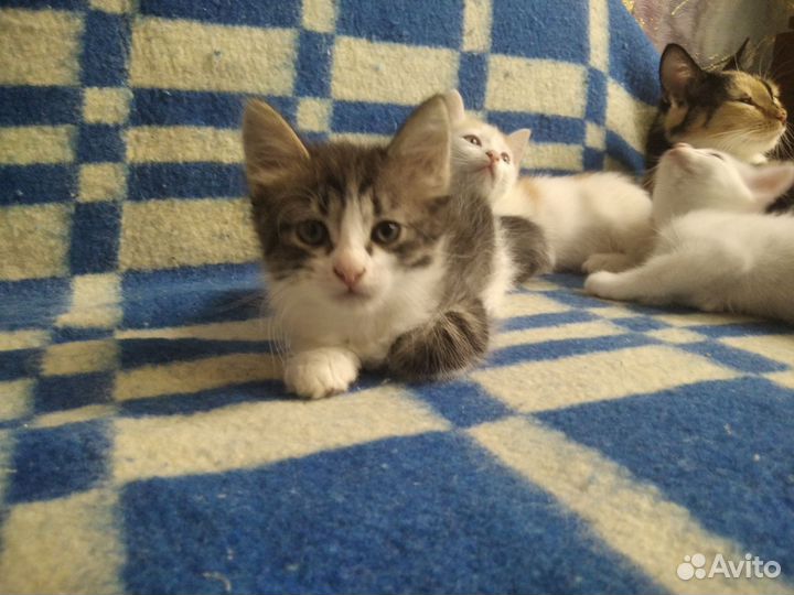 Кошка