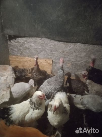 Индюки и индюшки