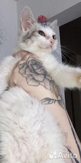 Котики даром