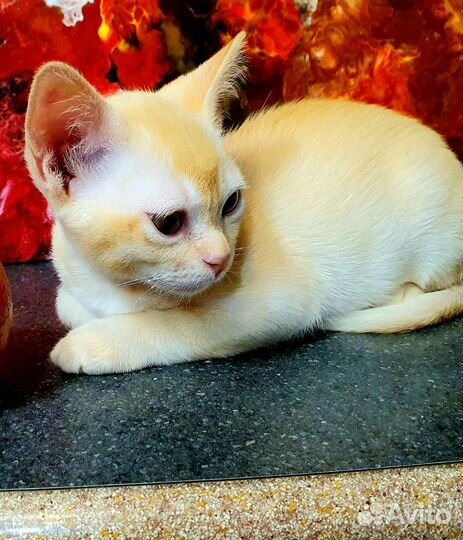 Бурманские котята