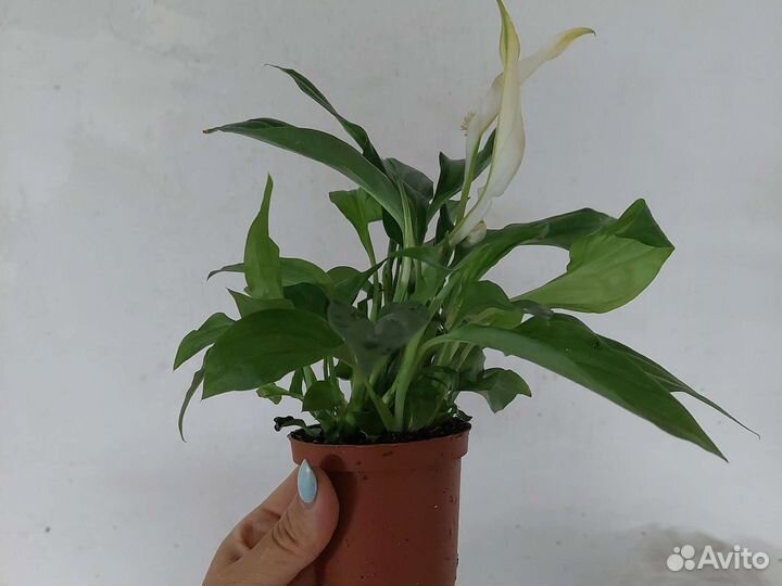 Спатифиллум перл купидо