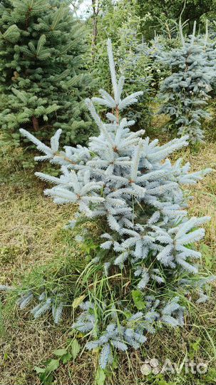 Ель голубая Глаука