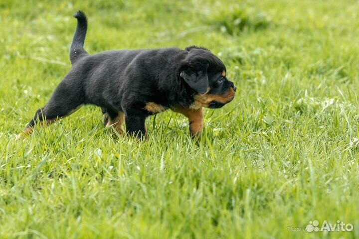 Щенки ротвейлера