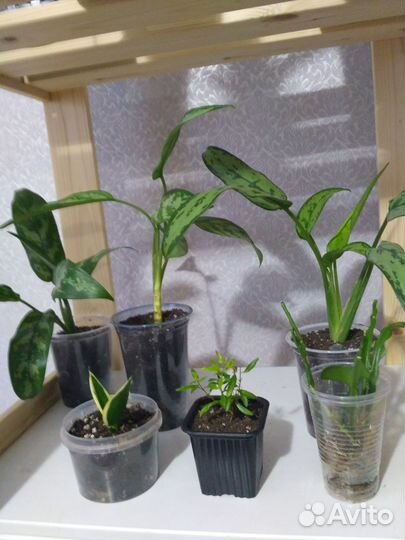 Комнатные цветы