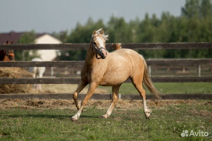 Уэльский пони
