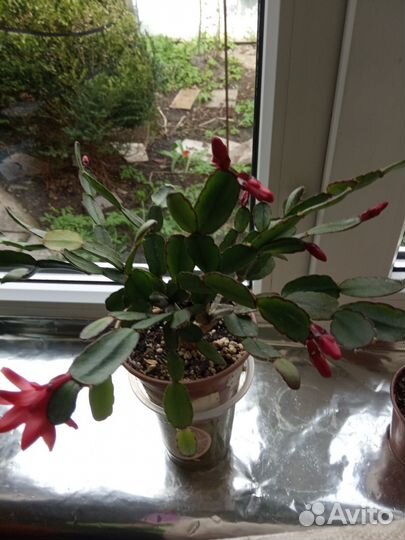 Сортовые декабристы