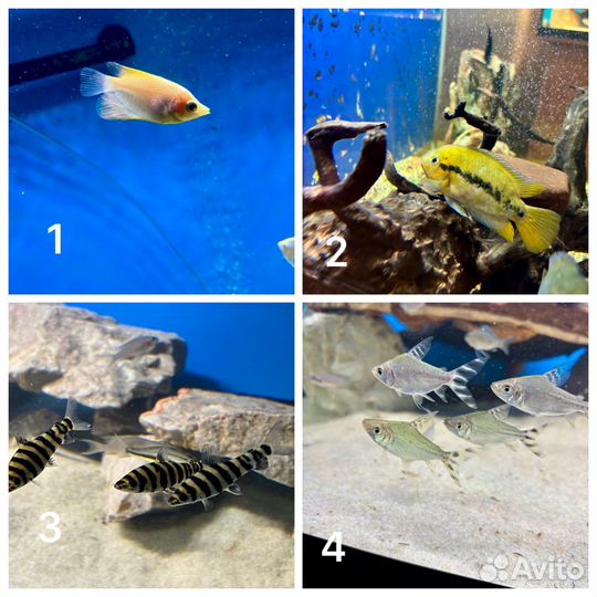 Аквариумные рыбки