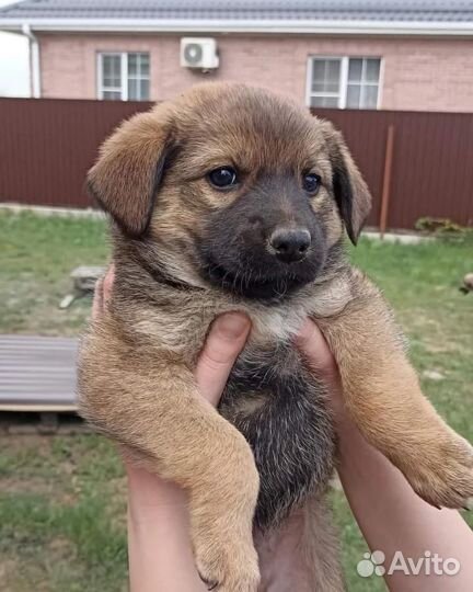 Щенки в добрые руки