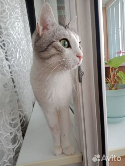 Кот в дар бесплатно