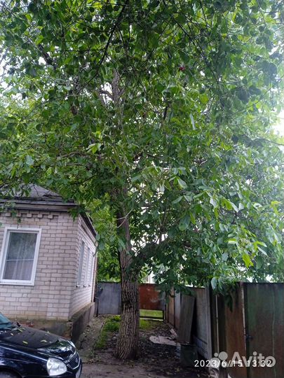 Орех на слэбы, продам