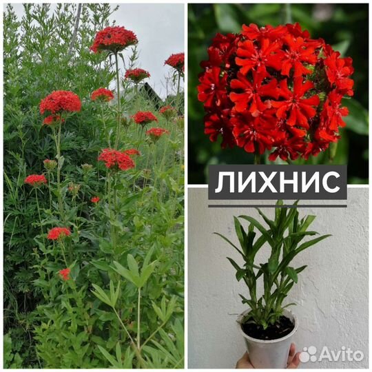 Бадан, астра кустарниковая, лихнис, аконит и др