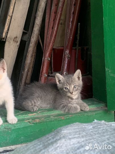 Котят в добрые руки