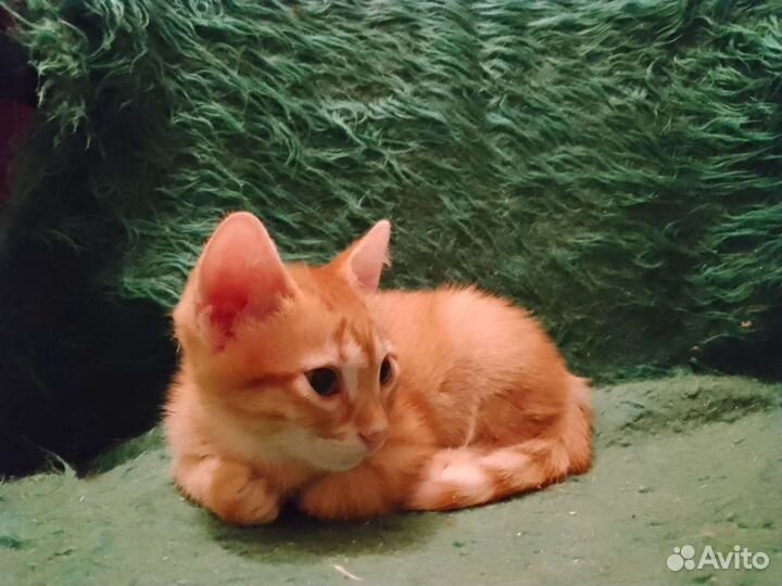 Мальчики -котята (5) ищут заботу и добро