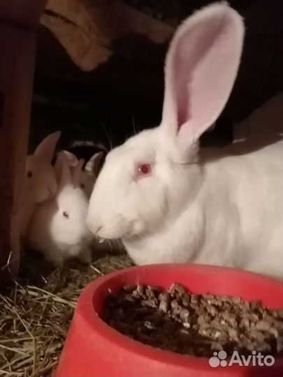 Крольчата