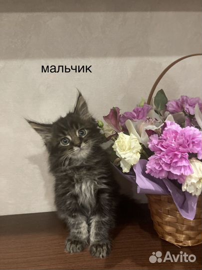 Котята мейн-кун